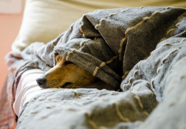 Aromatherapie für Tiere